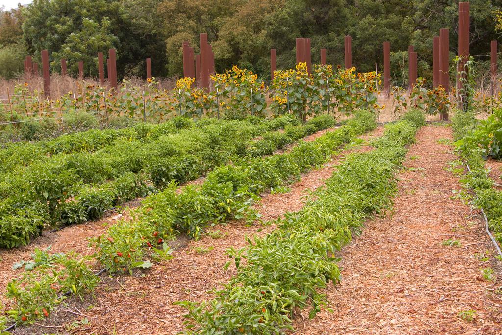 Sycamore Mineral Springs Avila Beach Exterior foto